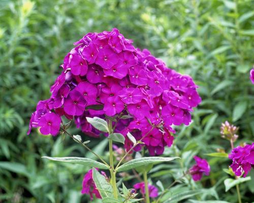 紫色海棠花花语（与紫色海棠花共舞）