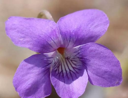 紫色花语风信子——生命与希望的象征（追寻幸福的花语之旅）