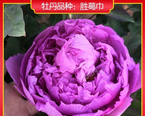 紫色牡丹花——崇高与神秘的象征（寓意深远）