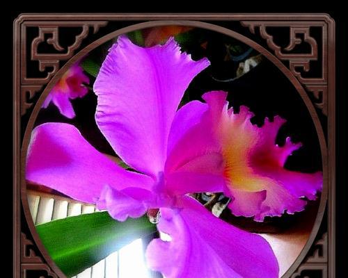 紫色泰国洋兰花的花语与传说（绽放的希望与美丽）