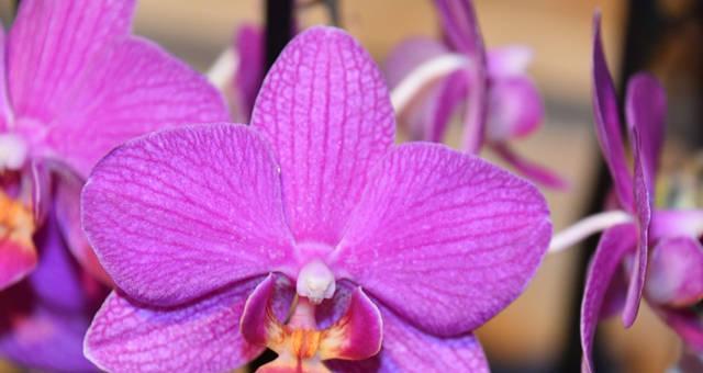 紫色泰国洋兰花的花语与传说（绽放的希望与美丽）
