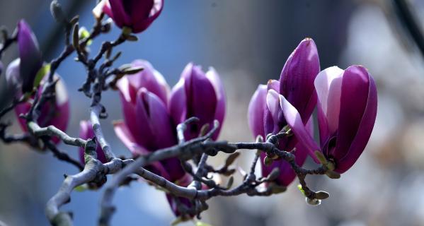 紫色玉兰花的花语及意义（探寻紫色玉兰花的内涵与象征）