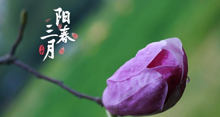紫色玉兰花的花语及意义（探寻紫色玉兰花的内涵与象征）