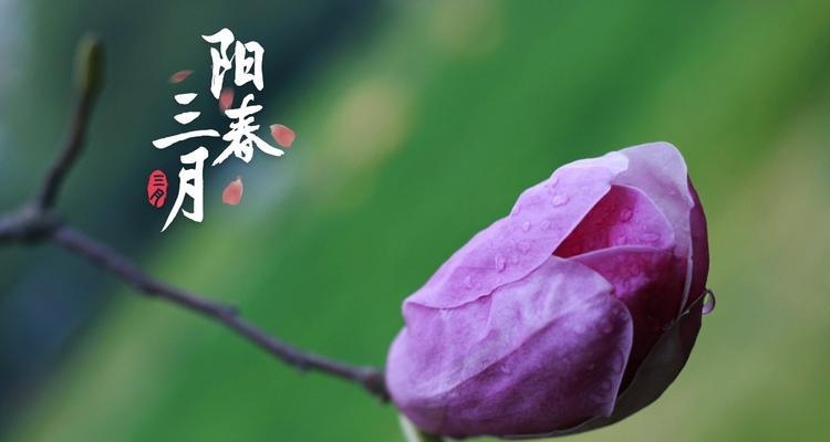 紫色玉兰花的花语及意义（探寻紫色玉兰花的内涵与象征）