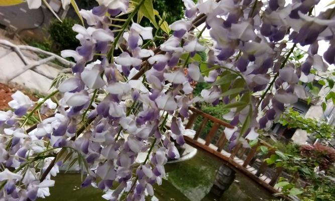 紫藤花的花语和香味（探秘紫藤花的意义和香气特点）
