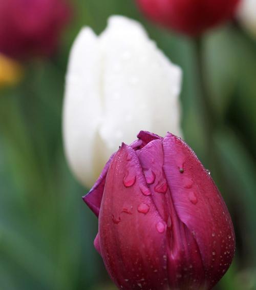 紫郁金香的花语（深入探究紫郁金香花语的内涵与象征）