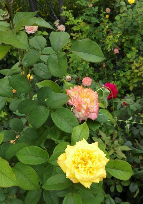 紫月季花语之美——花开如诗，花谢如歌（探寻紫月季花语的深意）