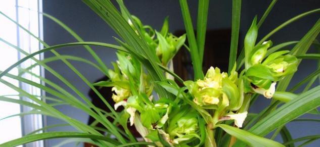 探索兰花之美（探秘兰花品种的多样性及其演化历程）