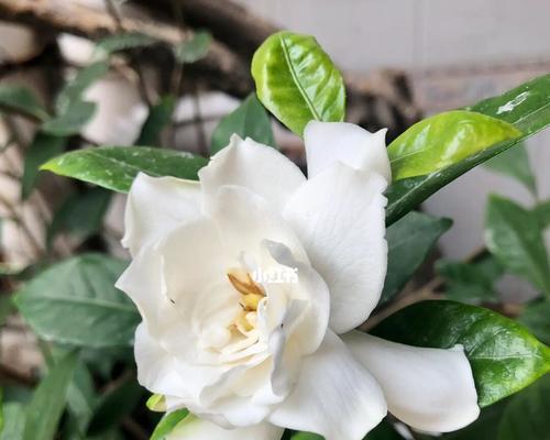 栀子花的花语及开花季节（传递爱意的栀子花）