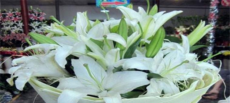 百合花的花语与传说（探秘百合花的花语背后的故事）