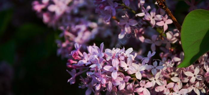 丁香花的意义与寓意（丁香花的美丽与深刻内涵）