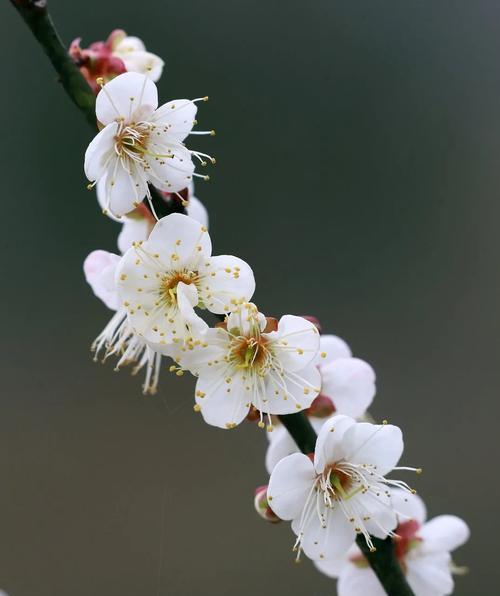 冬天的梅花（寒冷中的生命之花）