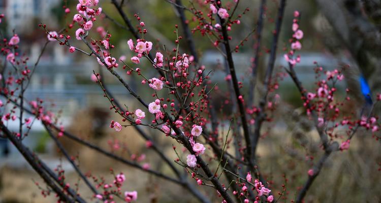 冬天的梅花（寒冷中的生命之花）