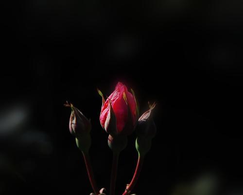黑色花朵的神秘之美（探索黑色花朵的花语与魅力）