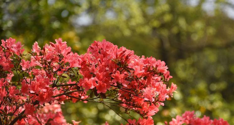 花开花落，情语绵长（以花语）