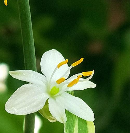 以家里吊兰开花寓意什么（解读吊兰开花的象征意义）