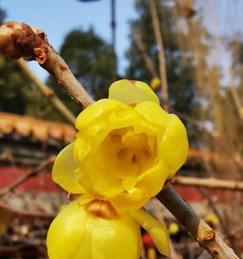 腊梅花语（探究腊梅花语的含义及象征意义）