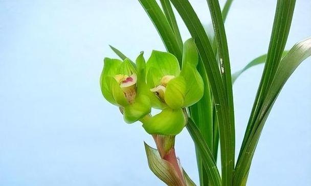 探秘兰花的奇幻色彩世界（色彩背后的意义和美感）