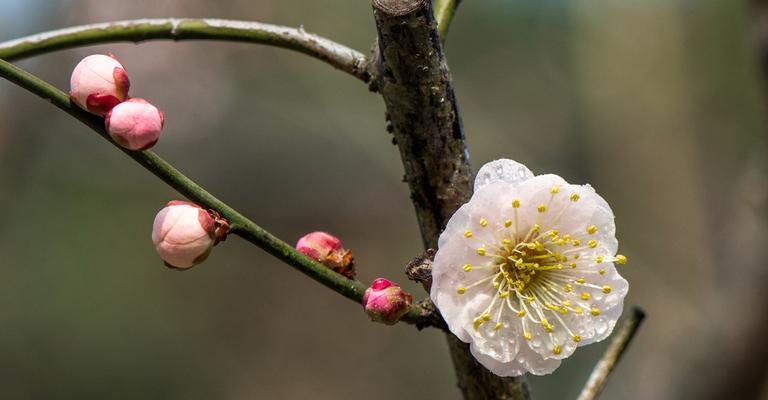 以梅花代表吉祥（传递幸福与美好的寓意）