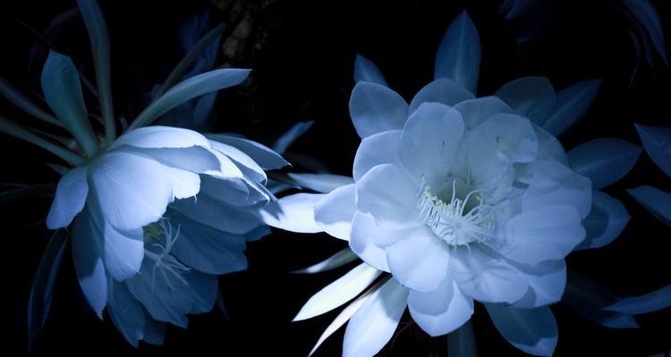迷迭香、蒲公英、昙花的花语及其寓意（呼应自然之美）