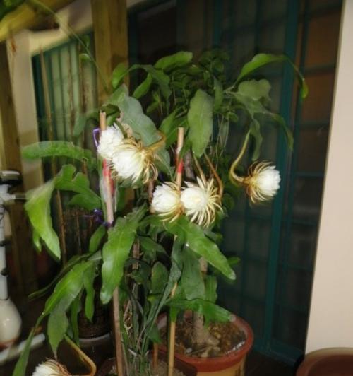 迷迭香、蒲公英、昙花的花语及其寓意（呼应自然之美）