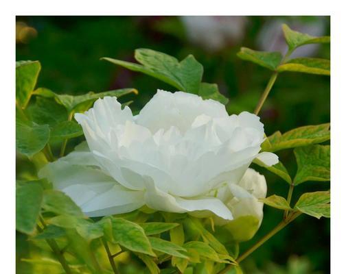 牡丹花的象征与意义（揭开牡丹花的神秘面纱）