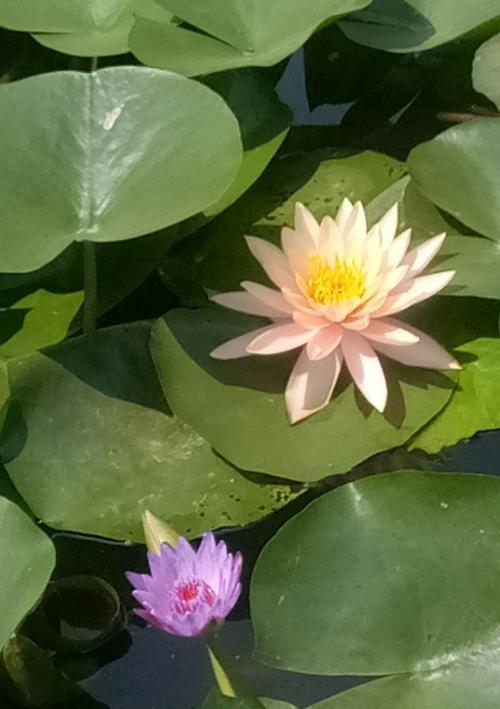 解读埃及蓝睡莲的花语之美（揭开埃及蓝睡莲的象征意义与寓意）