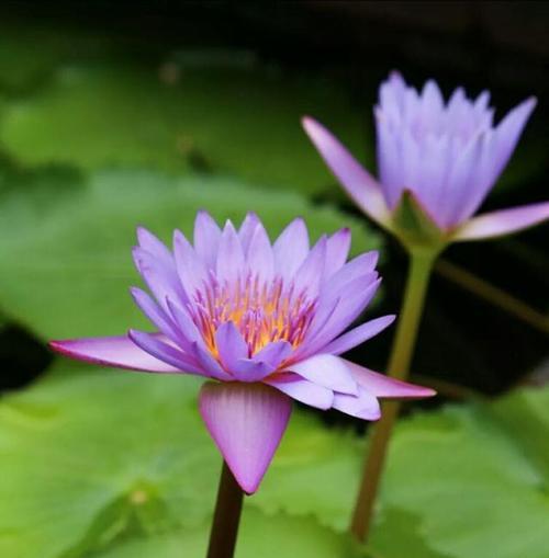 解读埃及蓝睡莲的花语之美（揭开埃及蓝睡莲的象征意义与寓意）