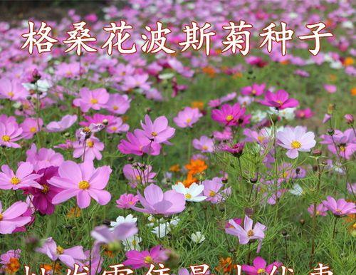 矮杆波斯菊花语（用一朵微笑绽放的花来传递爱的语言）