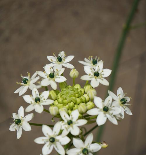 白花虎眼万年青的花语与意义（探寻白花虎眼万年青的花语内涵）