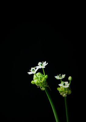 白花虎眼万年青的花语与意义（探寻白花虎眼万年青的花语内涵）
