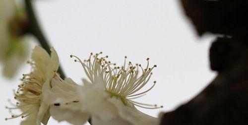 白梅花语的深意和象征（揭开白梅花语的面纱）
