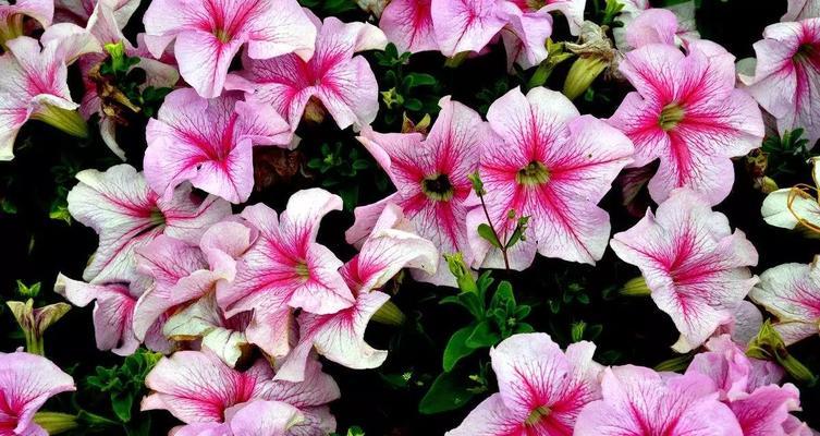 白色矮牵牛的花语及其寓意（探索花海中的美丽和祝福）