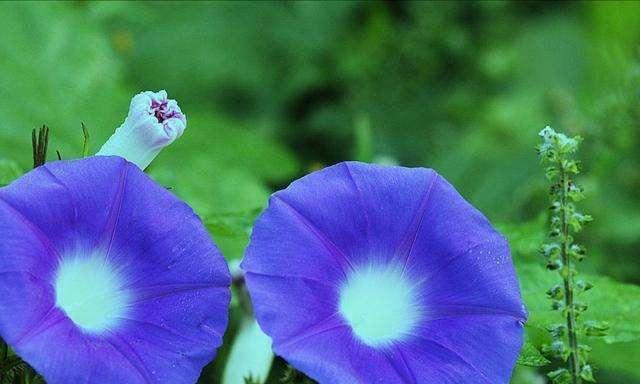 白色牵牛花的花语及其传递的深意（探寻白色牵牛花的吉祥寓意与美丽表达）