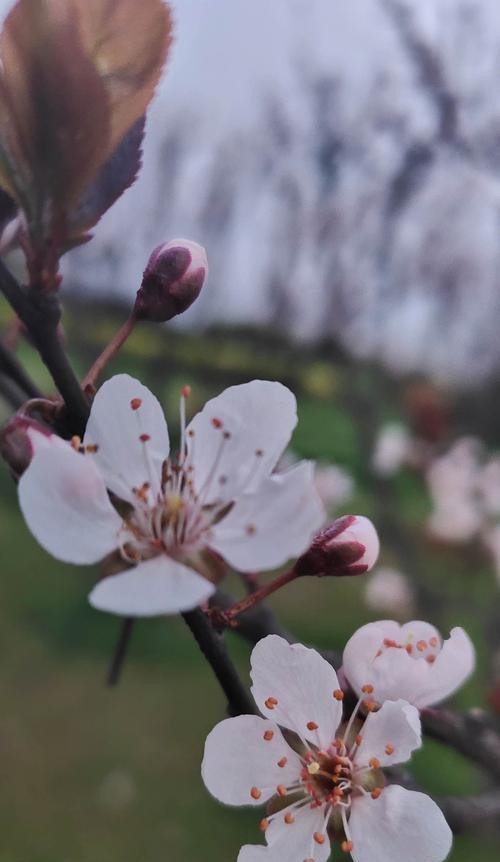 白色桃花的花语与美好寓意（桃花之美）