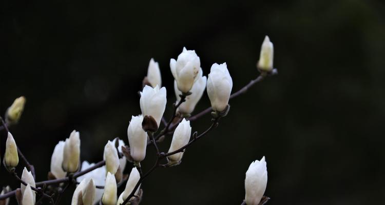 白玉兰花语的美丽寓意（白玉兰花语的内涵和象征）