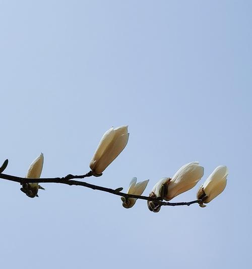 白玉兰花语的美丽寓意（白玉兰花语的内涵和象征）