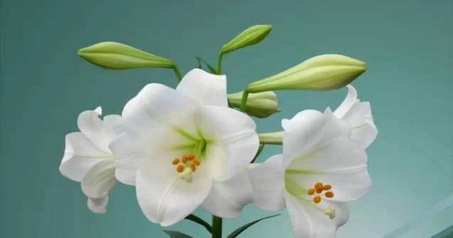 百合花花语传说——爱与纯洁的象征（浪漫传承的花朵）