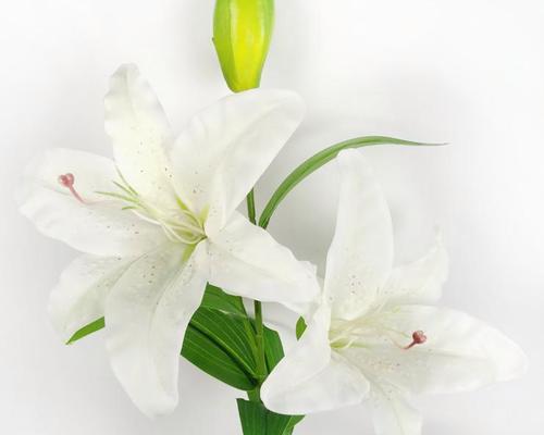 百合一头，意味着什么（探索百合的文化象征与美学价值）