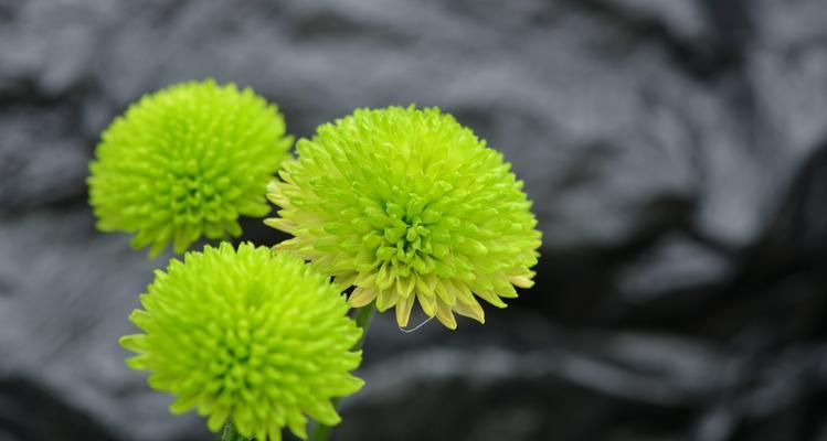 一年之中，不同月份的菊花花语（揭秘菊花的心声）