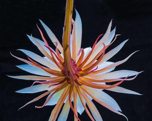 昙花开放的多重含义（探寻昙花的美丽与哲理）
