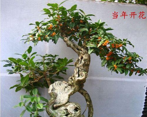 桂花苗怎么盆栽方法（养护桂花的注意事项）