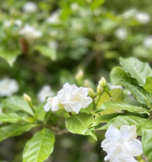 香水茉莉的养殖方法和注意事项（香水茉莉的养护与管理）
