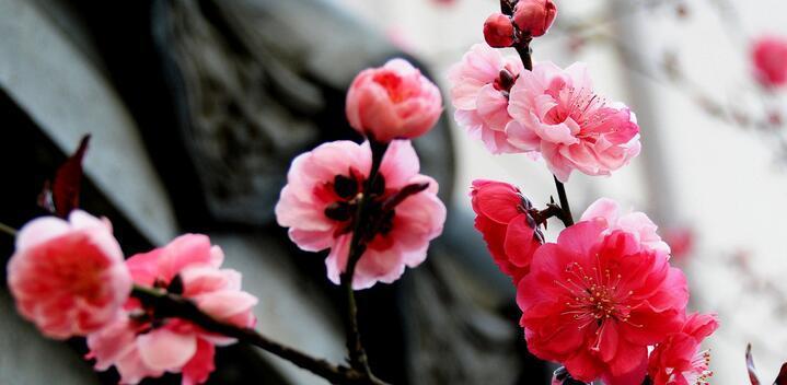 梅花的特点是什么（关于梅花的详细介绍）