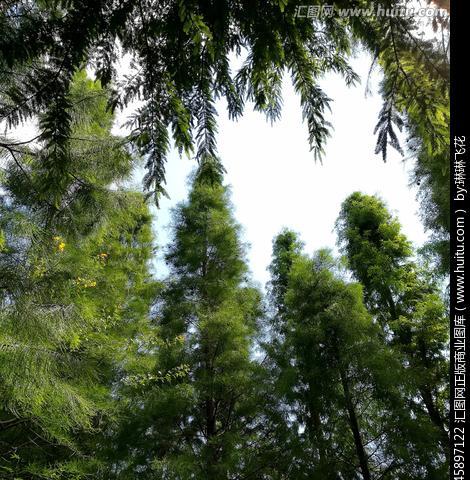 水杉树栽种要点有哪些（有关水杉树种植方法和管理）