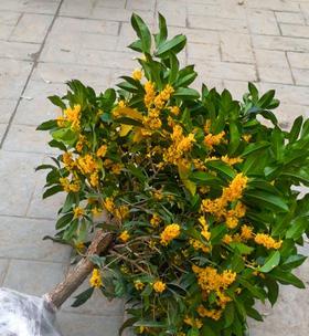 桂花规格大小（品味浓香）