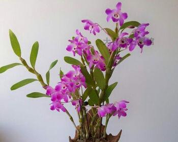 盆栽石斛冬天怎么养（种植石斛的妙招）