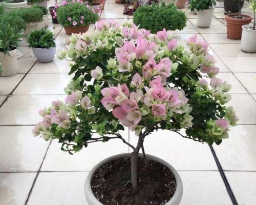 一年四季都开花的花有哪些（详解四季常开的花卉）