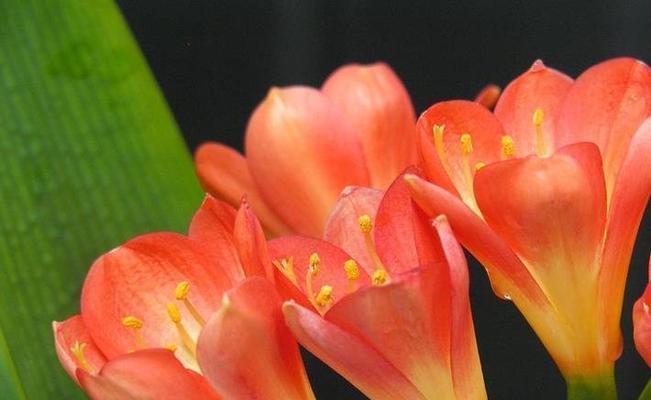 一年四季都开花的花有哪些（详解四季常开的花卉）