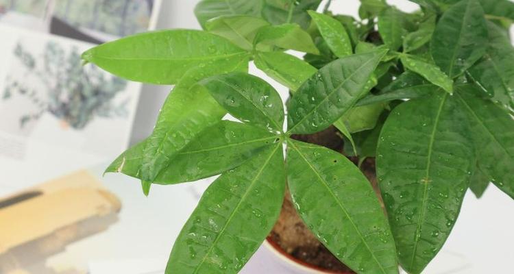 发财树多久浇一次水（有关发财树正确养护知识）